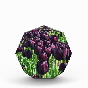 Bloc Photo Reine des Tulips