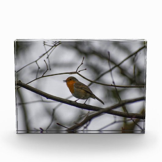 Bloc Photo Robin  (Devant)