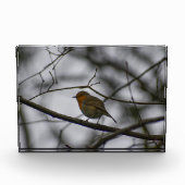 Bloc Photo Robin  (Devant)