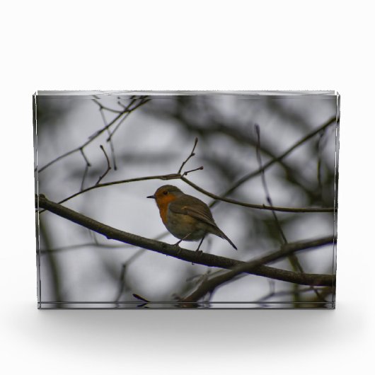 Bloc Photo Robin  (Devant)