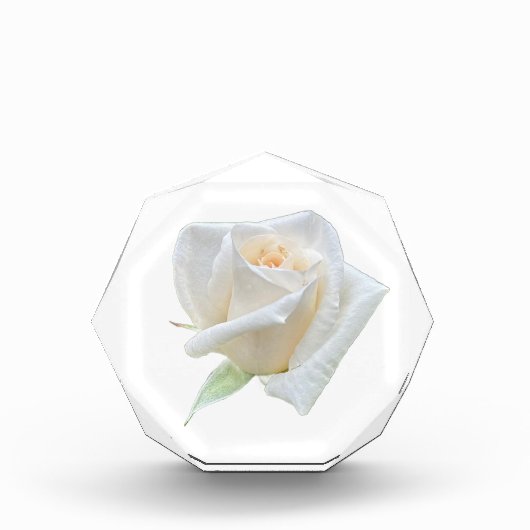 Bloc Photo Rose Blanche (Devant)