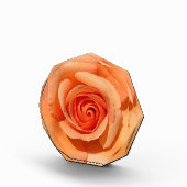 Bloc Photo Rose de plage (Droite)