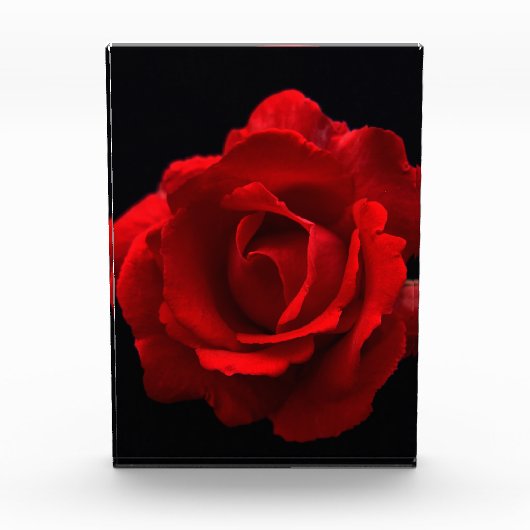 Bloc Photo Rose rouge pbcna (Devant)
