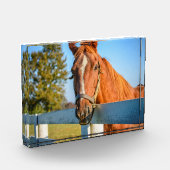 Bloc Photo Rose Twilight | Thoroughbred Race Horse (Gauche)