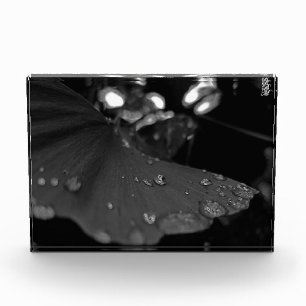 Bloc Photo Rosée noire et blanche sur feuille