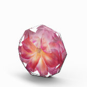 Bloc photo Rosy (Droite)