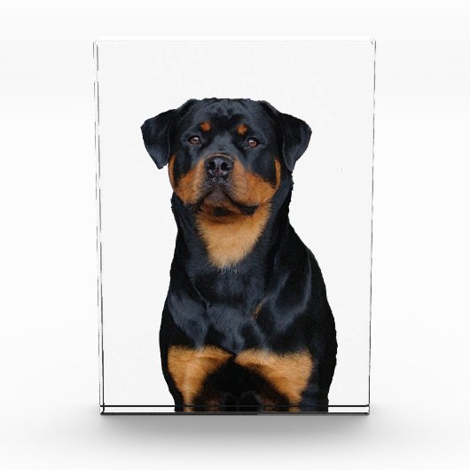 Bloc Photo Rottweiler   (Devant)