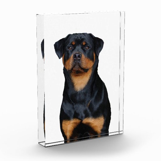 Bloc Photo Rottweiler (Gauche)