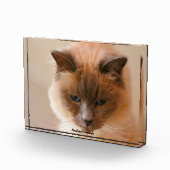 Bloc Photo Sacrad Cat (Droite)