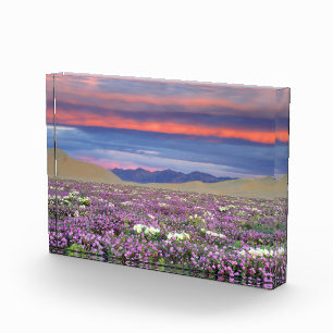 Bloc Photo Sand Verbena et fleurs sauvages de Dune Primrose a