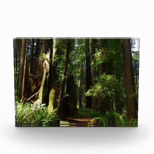 Bloc Photo Séquoias et fougères au parc national de Redwood