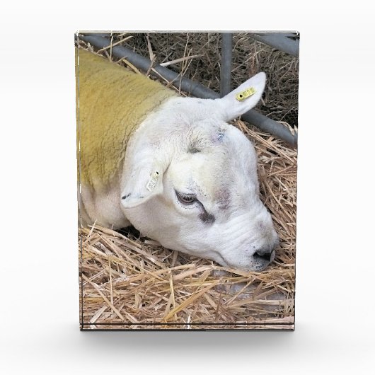 BLOC PHOTO SHEEP (Devant)