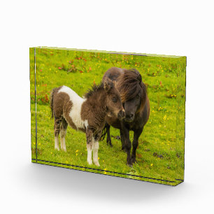 Bloc Photo Shetland Pony mère et progéniture
