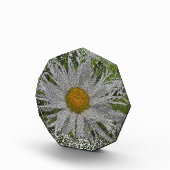 Bloc Photo Show Me A Daisy #1 (Droite)