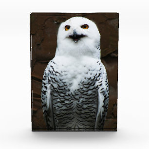 Bloc Photo Snowy Owl