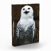 Bloc Photo Snowy Owl pbcna (Gauche)