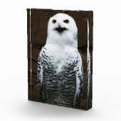 Bloc Photo Snowy Owl pbcna (Droite)