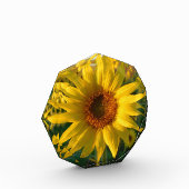 Bloc Photo Soleil tournesol (Gauche)