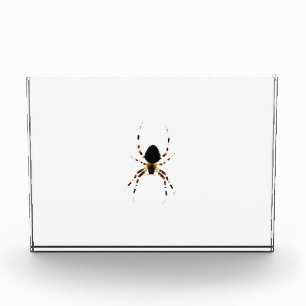 Bloc Photo Spider pbcn