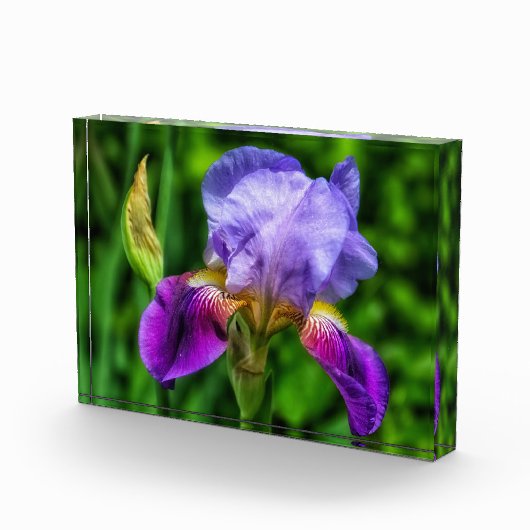 Bloc Photo Splendide Fleur Iris (Droite)