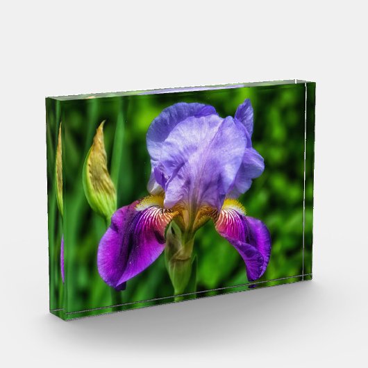 Bloc Photo Splendide Fleur Iris (Gauche)
