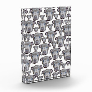 Bloc Photo Staffordshire Bull Terrier Puppy Visages,