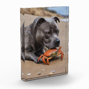 Bloc Photo Staffy Est Des Amis Avec Un Crabe De Plage,