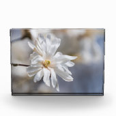 Bloc Photo Star Magnolia Bloom (Devant)