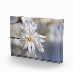 Bloc Photo Star Magnolia Bloom
