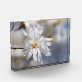 Bloc Photo Star Magnolia Bloom (Gauche)