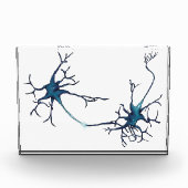 Bloc Photo Synapse Entre Neurons, Neuroscience Neuron (Devant)