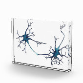 Bloc Photo Synapse Entre Neurons, Neuroscience Neuron (Droite)