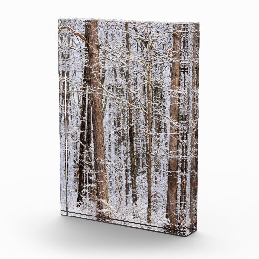 Bloc Photo Tempête glaciaire d'hiver dans la forêt (Droite)