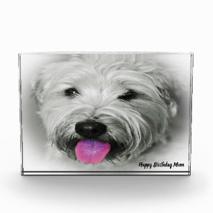Bloc Photo Tenterfield Terrier.