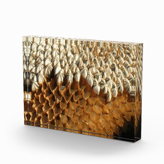 Bloc photo - Tête de tournesol séchée (Droite)