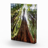 Bloc Photo Tours des séquoias (Droite)