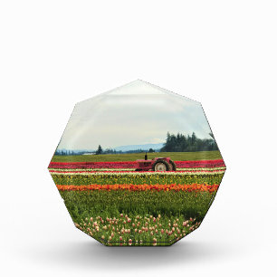 Bloc Photo Tracteur rose en Tulip Field, Oregon