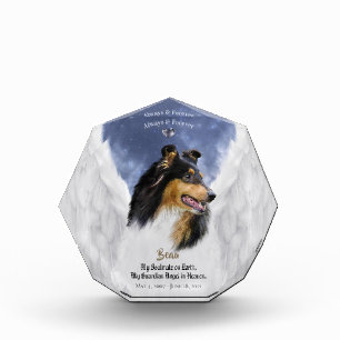 Bloc Photo Tricolore Collie Angel Portrait - Pet Memorial