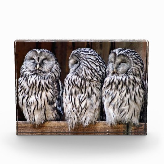 Bloc Photo Trois Chouettes (Devant)