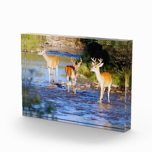 Bloc Photo Trois seaux à queue blanche à Creek (Droite)