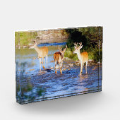 Bloc Photo Trois seaux à queue blanche à Creek (Gauche)