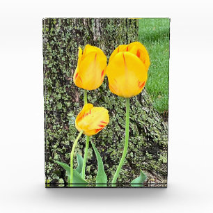 Bloc Photo Trois Tulipes Jaunes /