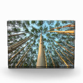 Bloc Photo Troncs Et Feuilles D'Aspen, Yukon (Devant)