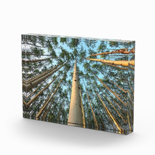 Bloc Photo Troncs Et Feuilles D'Aspen, Yukon (Droite)