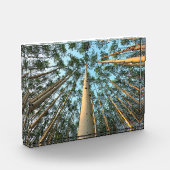 Bloc Photo Troncs Et Feuilles D'Aspen, Yukon (Gauche)