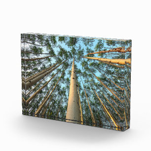 Bloc Photo Troncs et feuilles de tremble, Yukon