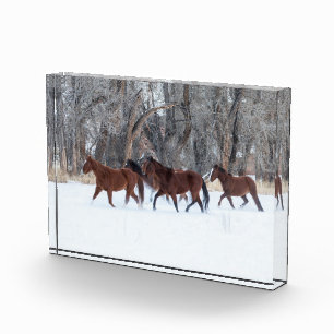 Bloc Photo Troupeau de chevaux courant dans la neige d'hiver