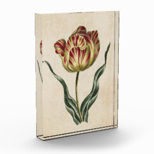Bloc Photo Tulipe florale vintage