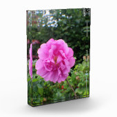 Bloc Photo Une seule fleur rose (Gauche)