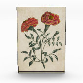 Bloc Photo Vintage Botanique Floral Français Marigold (Devant)